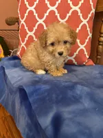 Bear, a male Maltipoo for sale in Seneca, KS – 7 of 10