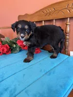 Rosie, a female Miniature Bernedoodle for sale in Seneca, KS – Photo 9 of 10