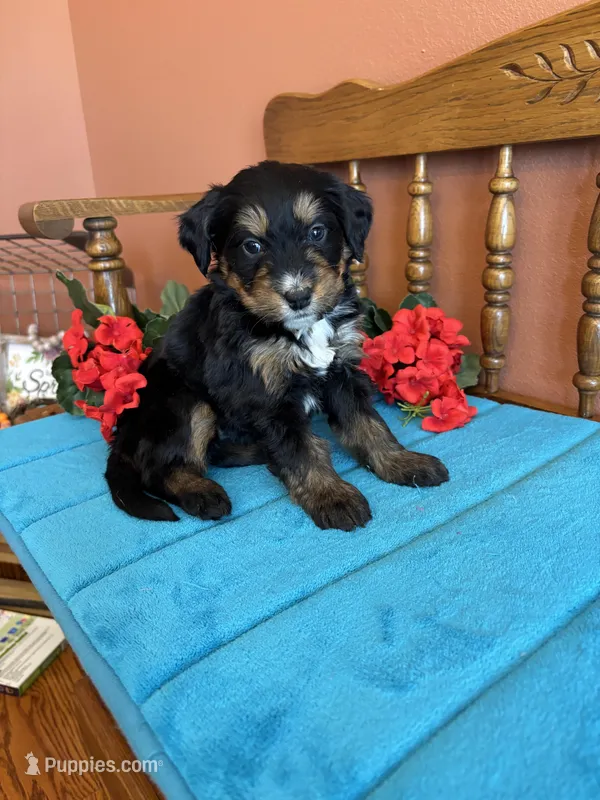 Rosie – Miniature Bernedoodle puppy for sale in Seneca, KS