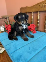 Rosie, a female Miniature Bernedoodle for sale in Seneca, KS – Photo 1 of 10