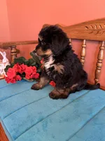 Rosie, a female Miniature Bernedoodle for sale in Seneca, KS – 8 of 9