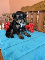 Rosie, a female Miniature Bernedoodle for sale in Seneca, KS – Photo 6 of 10