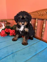Rosie, a female Miniature Bernedoodle for sale in Seneca, KS – 6 of 9