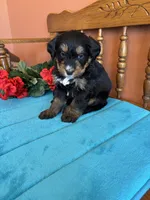 Rosie, a female Miniature Bernedoodle for sale in Seneca, KS – Photo 8 of 10