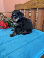 Rosie, a female Miniature Bernedoodle for sale in Seneca, KS – Photo 7 of 10