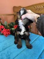 Rosie, a female Miniature Bernedoodle for sale in Seneca, KS – Photo 5 of 10