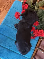 Rosie, a female Miniature Bernedoodle for sale in Seneca, KS – Photo 10 of 10