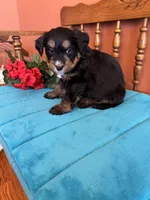 Rosie, a female Miniature Bernedoodle for sale in Seneca, KS – Photo 2 of 10