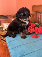 Rosie, a female Miniature Bernedoodle for sale in Seneca, KS – 4 of 9