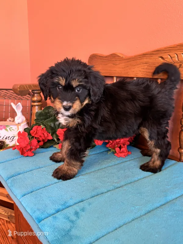 Rosie – Miniature Bernedoodle puppy for sale in Seneca, KS