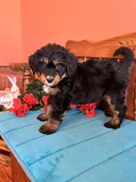 Rosie, a female Miniature Bernedoodle for sale in Seneca, KS – 1 of 9