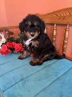 Rosie, a female Miniature Bernedoodle for sale in Seneca, KS – 7 of 9