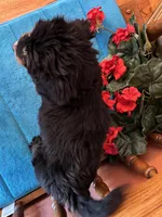 Rosie, a female Miniature Bernedoodle for sale in Seneca, KS – 9 of 9