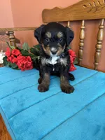 Rosie, a female Miniature Bernedoodle for sale in Seneca, KS – Photo 4 of 10