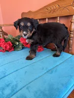 Rosie, a female Miniature Bernedoodle for sale in Seneca, KS – Photo 3 of 10