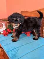 Rosie, a female Miniature Bernedoodle for sale in Seneca, KS – 5 of 9