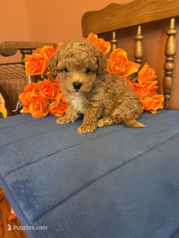 Bandit – Maltipoo puppy for sale in Seneca, KS