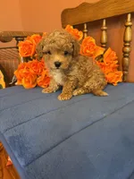 Bandit, a male Maltipoo for sale in Seneca, KS – 1 of 10