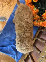 Riggins, a male Miniature Goldendoodle for sale in Seneca, KS – 9 of 10