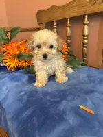 Rosie, a female Maltipoo for sale in Seneca, KS – 4 of 10