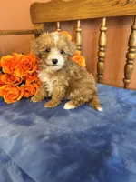 Sammy, a male Maltipoo for sale in Seneca, KS – 6 of 8