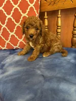Nemo, a male Miniature Goldendoodle for sale in Seneca, KS – 8 of 8