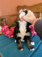 Penny, a female Miniature Bernedoodle for sale in Seneca, KS – Photo 3 of 9