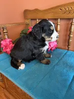 Penny, a female Miniature Bernedoodle for sale in Seneca, KS – Photo 7 of 9