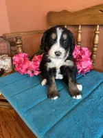 Penny, a female Miniature Bernedoodle for sale in Seneca, KS – Photo 8 of 9