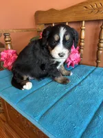 Penny, a female Miniature Bernedoodle for sale in Seneca, KS – Photo 4 of 9