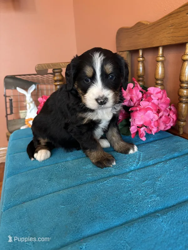 Penny – Miniature Bernedoodle puppy for sale in Seneca, KS