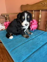 Penny, a female Miniature Bernedoodle for sale in Seneca, KS – Photo 9 of 9