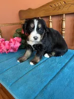 Penny, a female Miniature Bernedoodle for sale in Seneca, KS – Photo 5 of 9