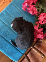 Penny, a female Miniature Bernedoodle for sale in Seneca, KS – Photo 6 of 9