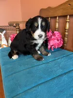 Penny, a female Miniature Bernedoodle for sale in Seneca, KS – Photo 2 of 9