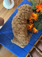 Roscoe, a male Miniature Goldendoodle for sale in Seneca, KS – 10 of 10