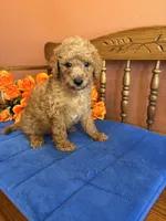 Charlie, a male Miniature Goldendoodle for sale in Seneca, KS – 6 of 10