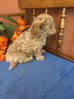 Romeo, a male Maltipoo for sale in Seneca, KS – 4 of 9