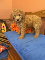 Trudy, a female Miniature Goldendoodle for sale in Seneca, KS – 10 of 10