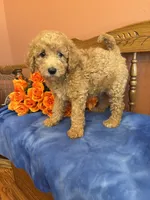 Riggins, a male Miniature Goldendoodle for sale in Seneca, KS – 7 of 10