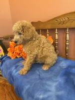 Riggins, a male Miniature Goldendoodle for sale in Seneca, KS – 4 of 10