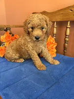 Trudy, a female Miniature Goldendoodle for sale in Seneca, KS – 3 of 8