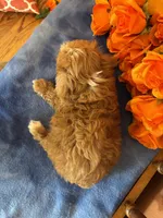 Sammy, a male Maltipoo for sale in Seneca, KS – 8 of 8
