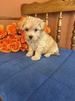 Bella, a female Maltipoo for sale in Seneca, KS – 3 of 10