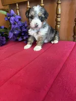 Ranger, a male Miniature Bernedoodle for sale in Seneca, KS – 2 of 8