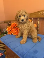 Trudy, a female Miniature Goldendoodle for sale in Seneca, KS – 9 of 10