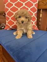 Oliver, a male Maltipoo for sale in Seneca, KS – 3 of 9
