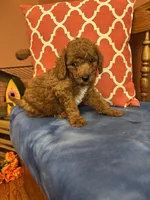 Nemo, a male Miniature Goldendoodle for sale in Seneca, KS – 5 of 8