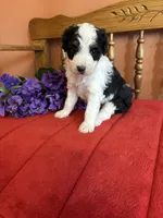 Roxie, a female Miniature Bernedoodle for sale in Seneca, KS – 7 of 10