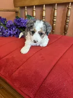 Lacey, a female Miniature Bernedoodle for sale in Seneca, KS – 7 of 9